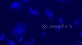 Jellyfish at the Shanghai Ocean Aquarium