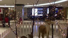 Commuters In Suburban Station Xmas Music