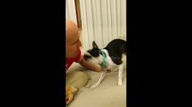 Dog is angry because her human is showing his tongue out at her