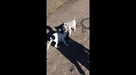 Pointer puppy walks Terrier