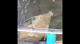 Baby manatee attempts to hold onto See Through Canoe