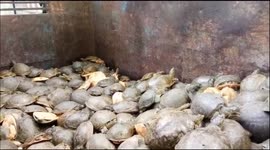 654 Indian flapshell turtles a protected species  found inside a pond in Uttar Pradesh's Etawah district . 482 turtles dead