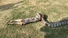 Stomach churning moment python regurgitates whole goat