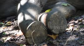 Three-year-old elephant found shot dead just a week after being rescued from poacher's trap