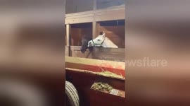 Young pony sticks out tongue to tease his old toothless friend