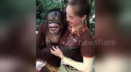 Naughty orangutan cracks a grin while groping zoo worker's breasts