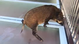 Wild boar gets scared after straying onto slippery glass walkway