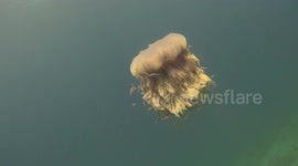 Lion Mane Jellyfish raw 12