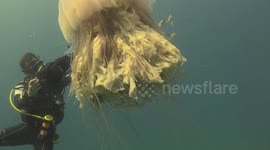 Lion Mane Jellyfish raw 13