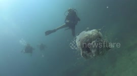 Lion Mane Jellyfish raw 22