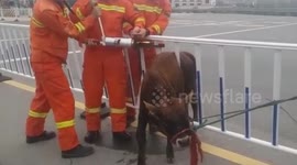 Scared calf gets stuck in railing on Chinese motorway