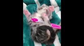 Neonatal kitten loves its substitute mamma .... the toothbrush!