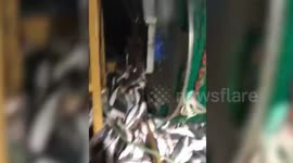 British fisherman throwing £20k worth of sea bass back into the sea due to strict fishing quotas.
