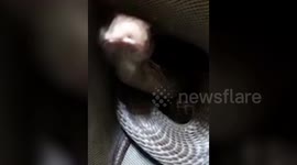 Man gets fright of his life after spotting a snake slithering inside one of his shoes in India