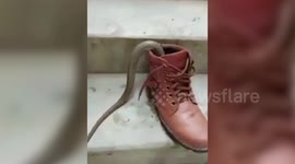 Man gets the fright of his life on finding snake inside his shoe