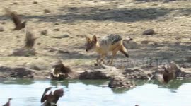 Hungry jackal uses unique tactic to hunt its next meal