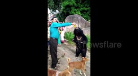 Wild bear loves to guzzle mango soft drink at Indian temple