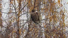 Red tailed hawk flares her tail feathers