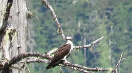 Osprey above Kitimat River northern BC