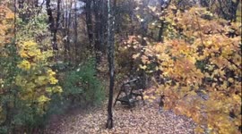 Fall leaves blowing