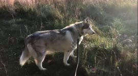 Beautiful Siberian Husky exploring a field