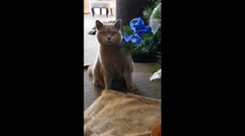 Baby Jesus needs the star