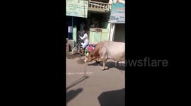 Terrifying moment when a Bull tossed a woman into air riding motor bike in India