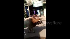 Whopper bull casually knocks passenger off moving motor scooter