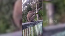 Monkey downs bottle of beer in India