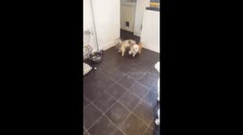 Animal antics crazy dogs