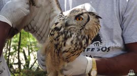Touching moment wild owl flies back to freedom after accident in India