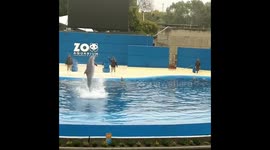 Man films beautiful dolphin show at Madrid Aquarium