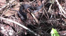 Highly venomous Water Moccasins (Cottonmouth) mating in Naples, Florida swamp