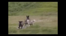 Wolf pack charges right at us and attacks lone wolf in Yellowstone