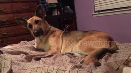 German Shepard affectionate dragon yawn