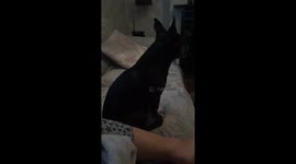 Chihuahua dog opening advent calendar