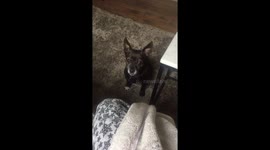 Chihuahua dog having his breakfast Christmas advent calendar treat
