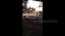 Stray dogs filmed chasing a wild bear in India