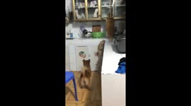The cat and dog steal food but fail