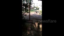 Terrifying Moment; Group of Stray Dogs Chases wild Bear in India