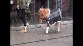 I want one! Girl takes tiny pony for walk through streets of Blackpool