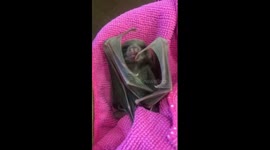 Too cute! Orphaned baby fruit bat wakes up