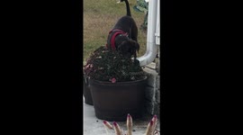 Puppy caught destroying my mums!