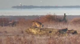 Coyotes playing chase on the marsh