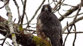 Peregrine falcon cleaning talons