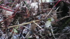 Gold crowned kinglet
