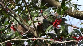 Squirrel eating the holly berries