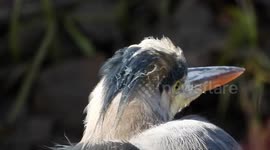 Great blue Heron in a spot of sunlight