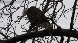 Bald eagles calling above me