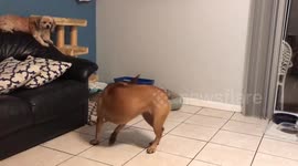 Dog chases tail in both directions